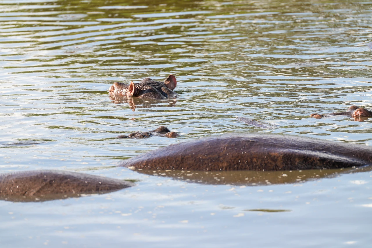 Hippopotamuses rest in the water with their heads above the surface.