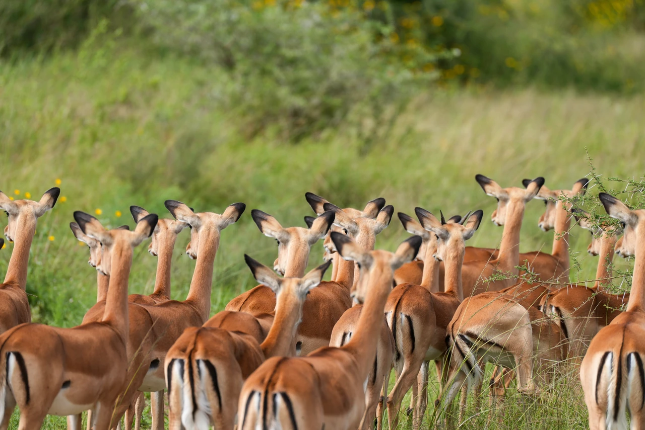 A group of antelope gathers in the grass with ears turned in different directions.