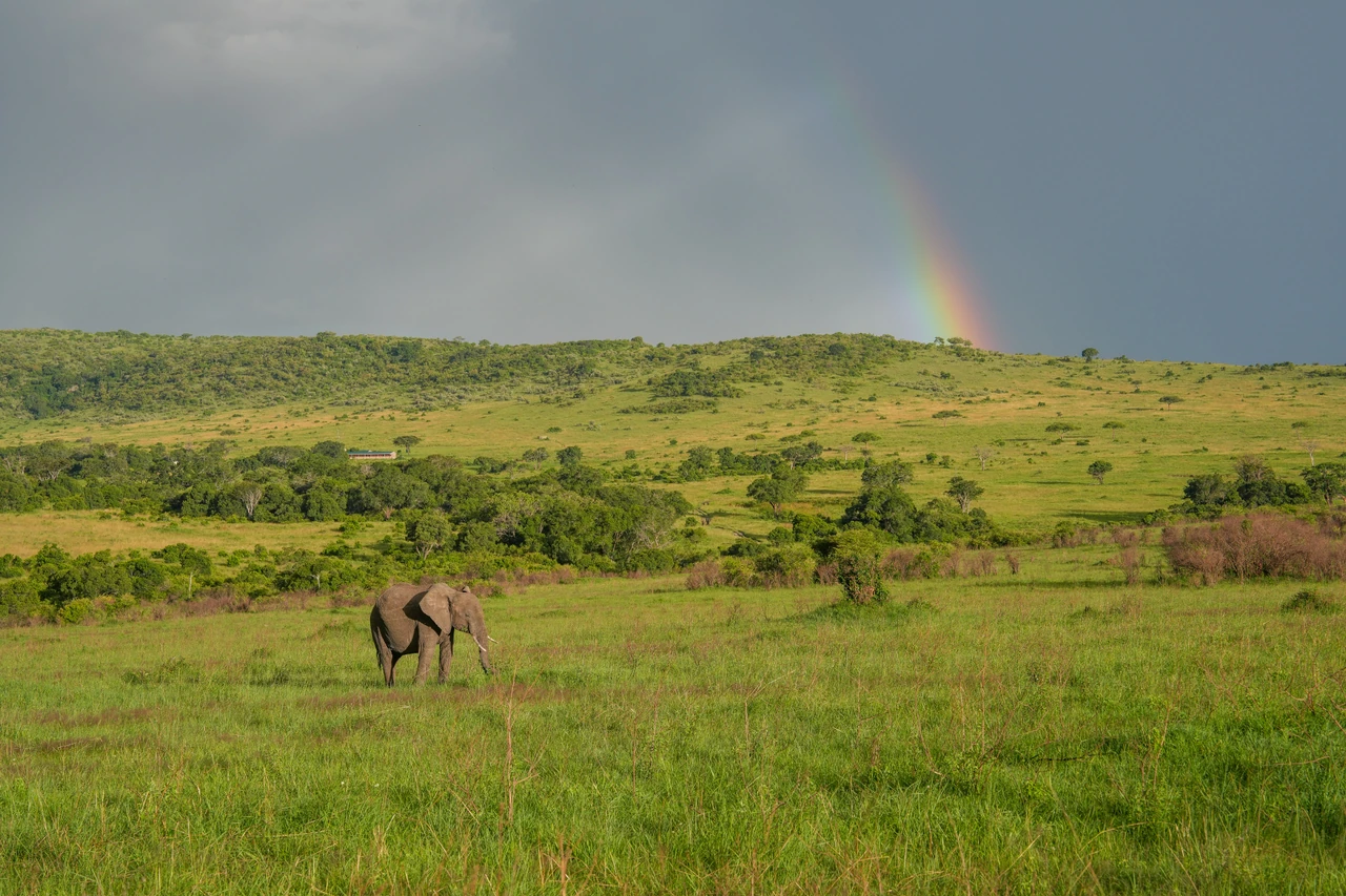 An elephant crosses grassland after rain with a rainbow in the distance.
