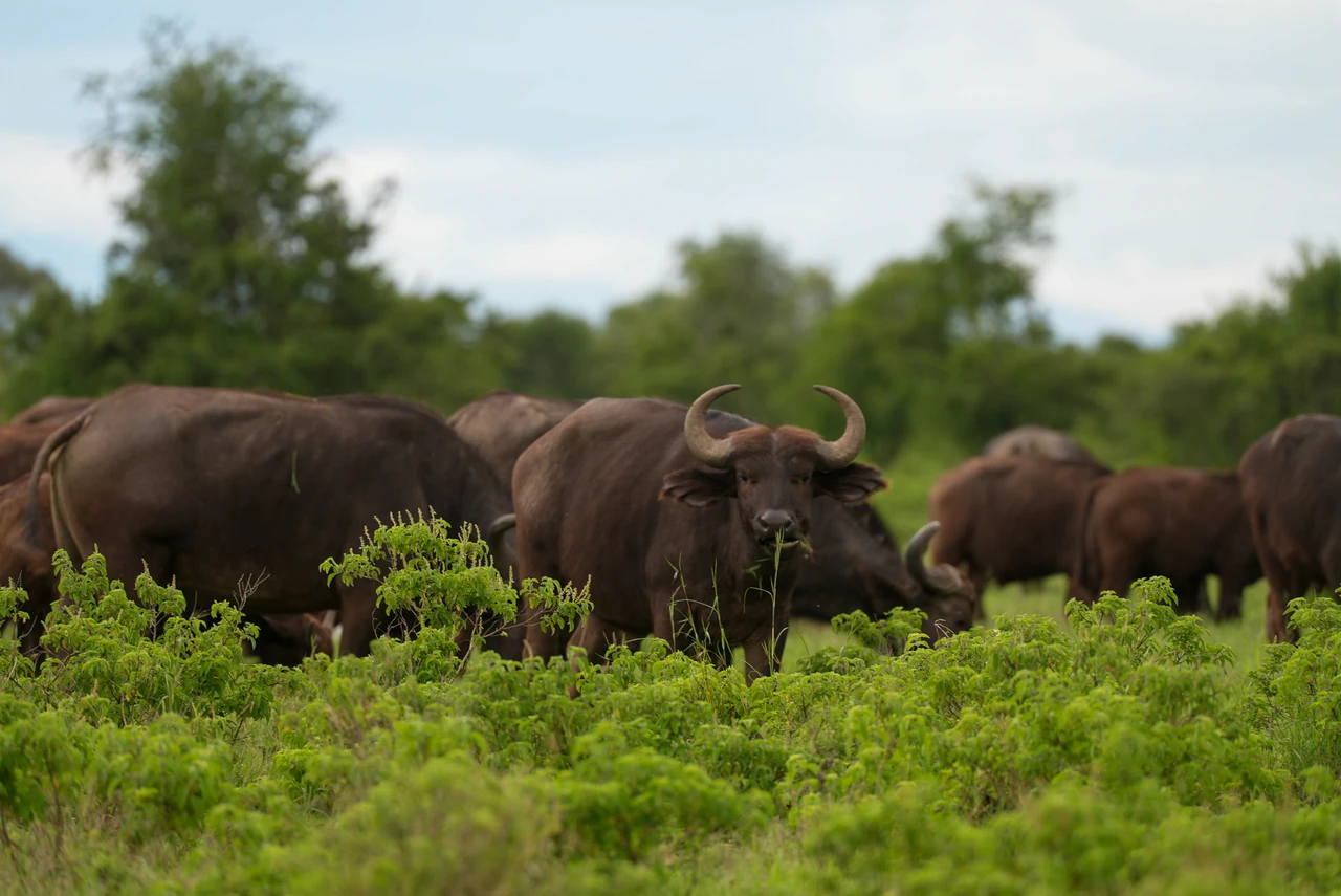 Buffalo stand together among green grass and shrubs.
