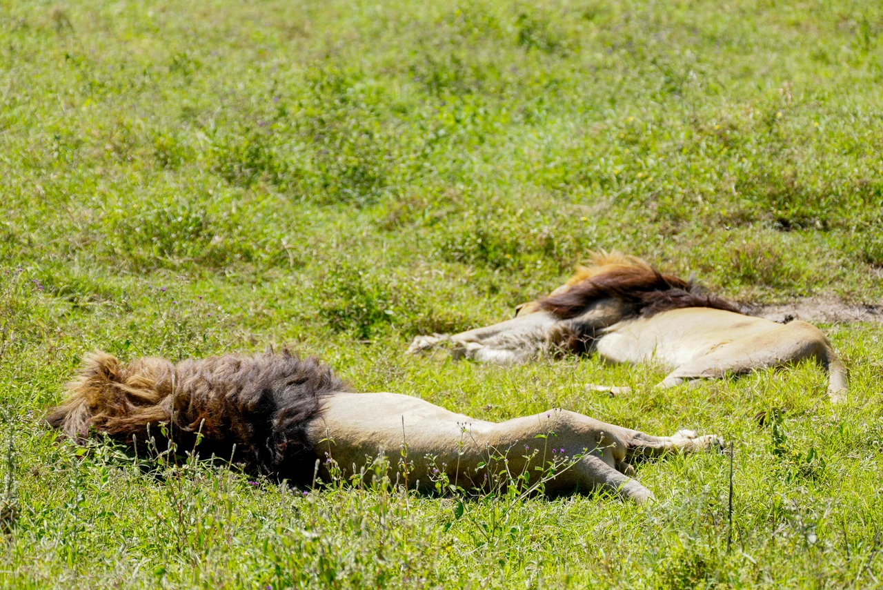 Two male lions rest on sunlit grass.