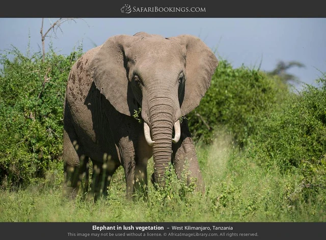 SafariBookings 路线参考影像