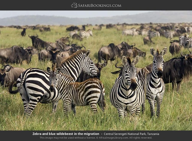 SafariBookings 路线参考影像