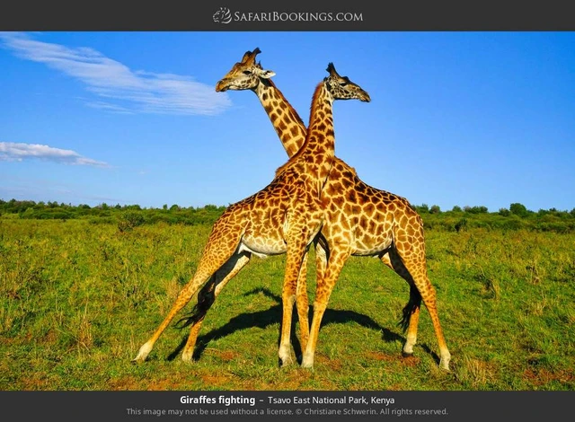 SafariBookings 路线参考影像