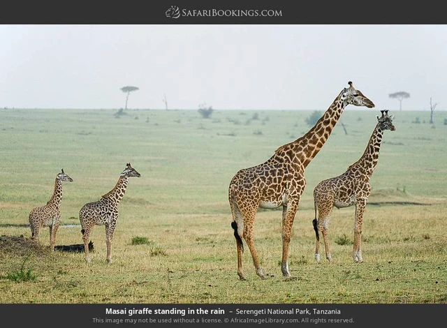 SafariBookings 路线参考影像