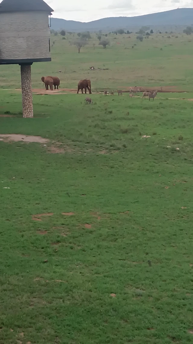 Salt Lick Safari Lodge · 住宿环境