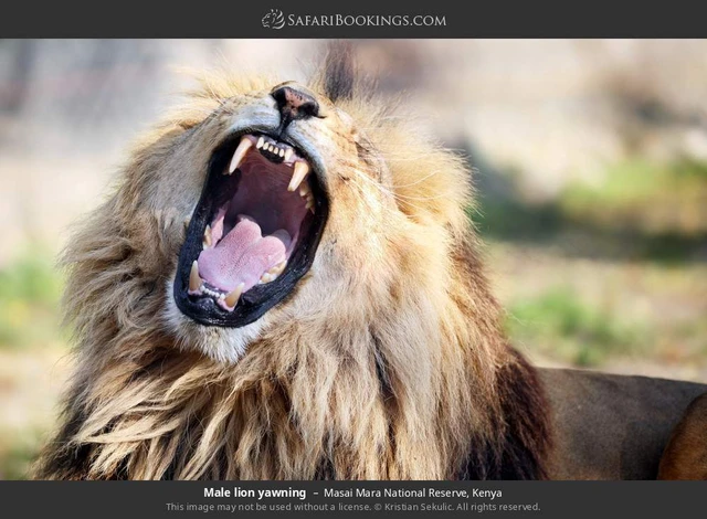 SafariBookings 路线参考影像