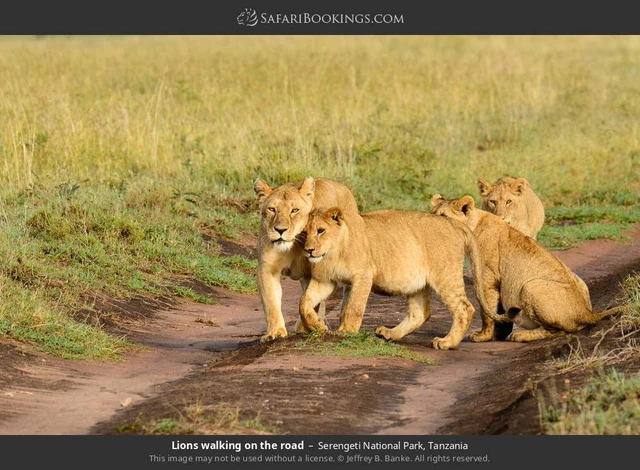 SafariBookings 路线参考影像