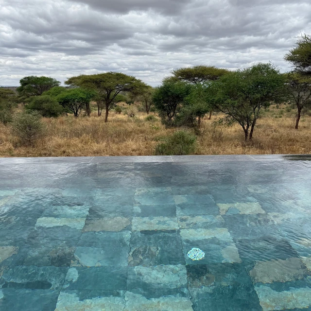 Tarangire Elephant Springs Camp · 泳池
