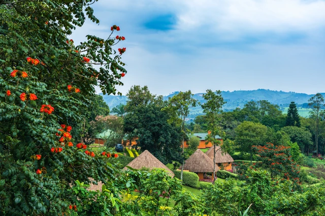 Chimpanzee Forest Lodge · 外观与环境