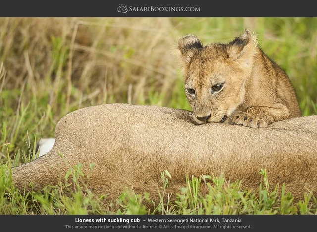 SafariBookings 路线参考影像