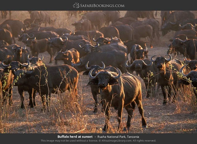 SafariBookings 路线参考影像