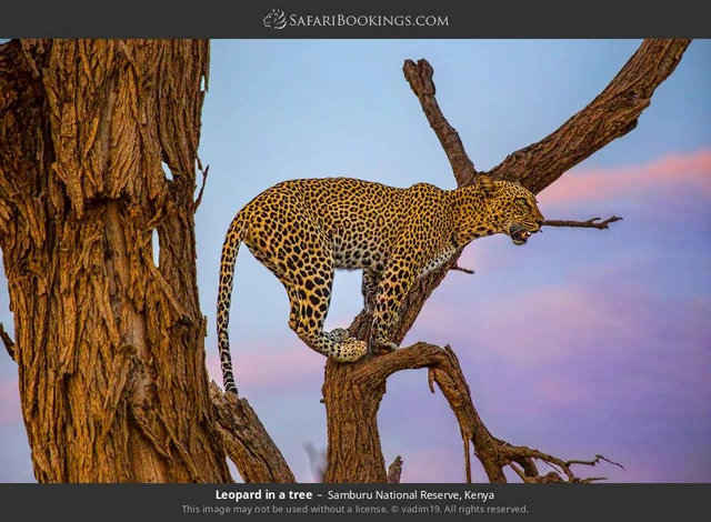 SafariBookings 路线参考影像