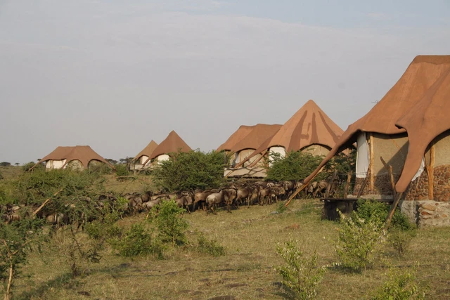 Amani Mara Camp · 外观与环境