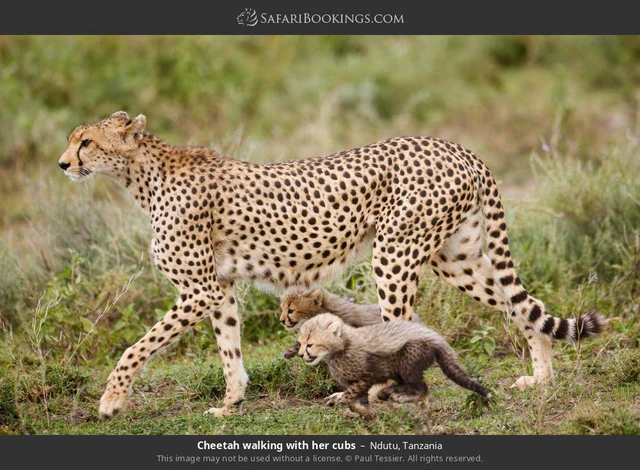SafariBookings 路线参考影像