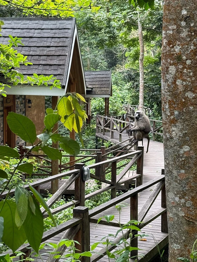 Chimpundu Lodge · 住宿环境