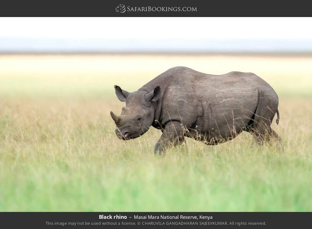 SafariBookings 路线参考影像