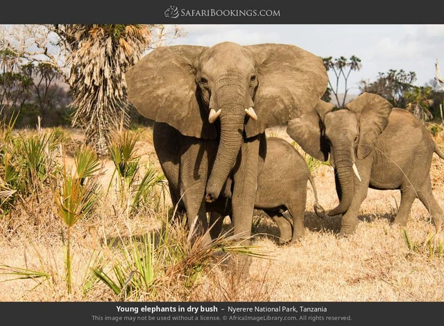 SafariBookings 路线参考影像