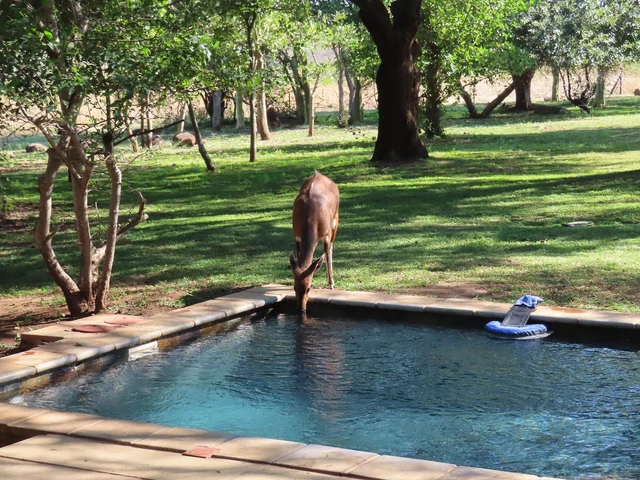 Savanna Private Game Reserve Lodge · 泳池