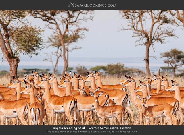SafariBookings 路线参考影像
