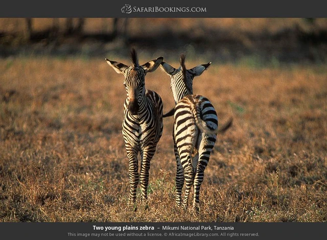 SafariBookings 路线参考影像