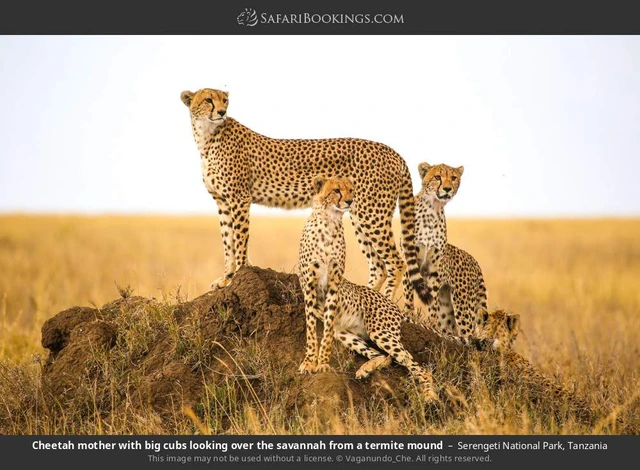 SafariBookings 路线参考影像