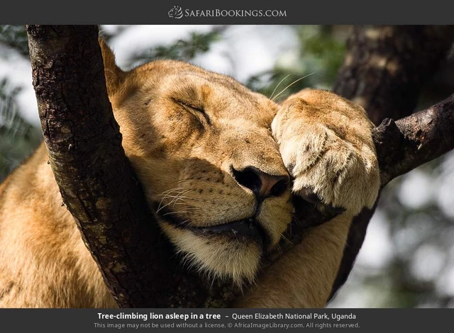 SafariBookings 路线参考影像