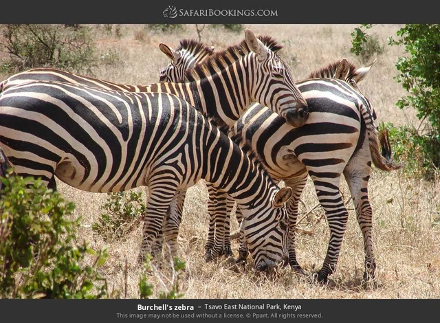 SafariBookings 路线参考影像