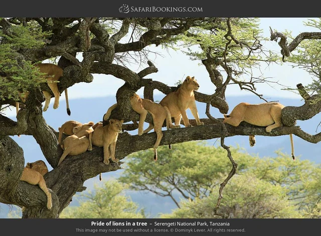 SafariBookings 路线参考影像