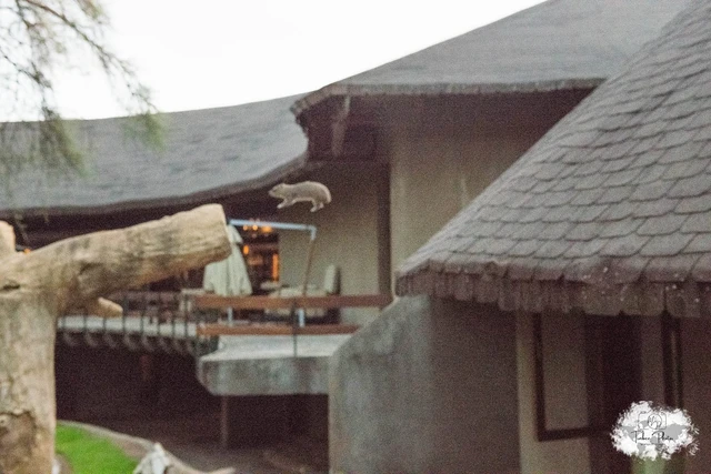 Tarangire Sopa Lodge · 外观与环境