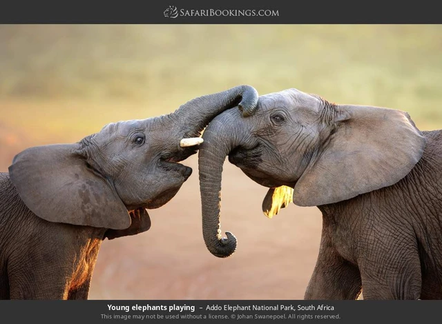 SafariBookings 路线参考影像